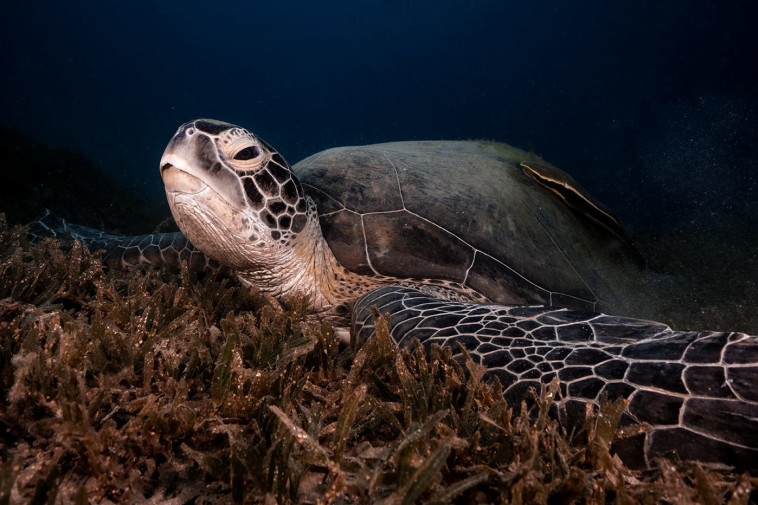 הצבה שני במפרץ אילת