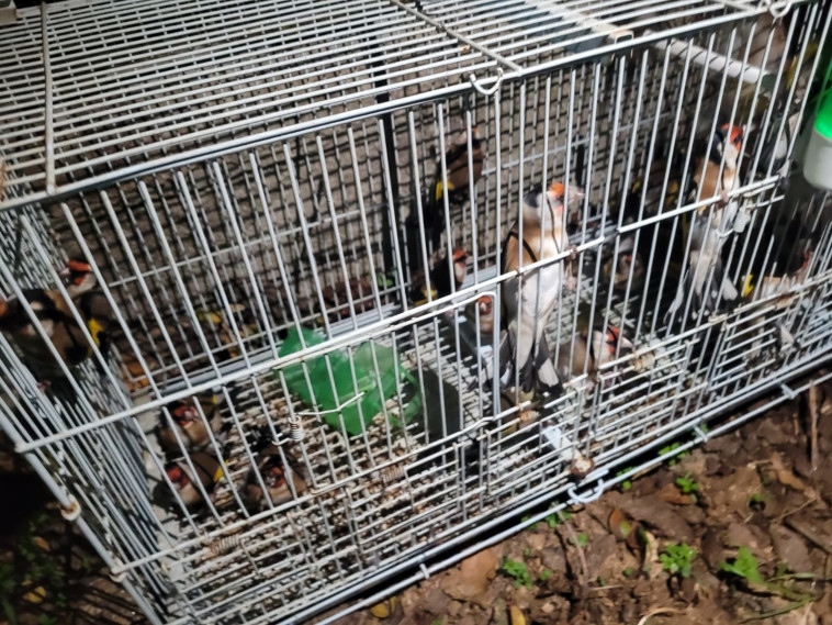 חוחיות שנמצאו בבית במזרח ירושלים