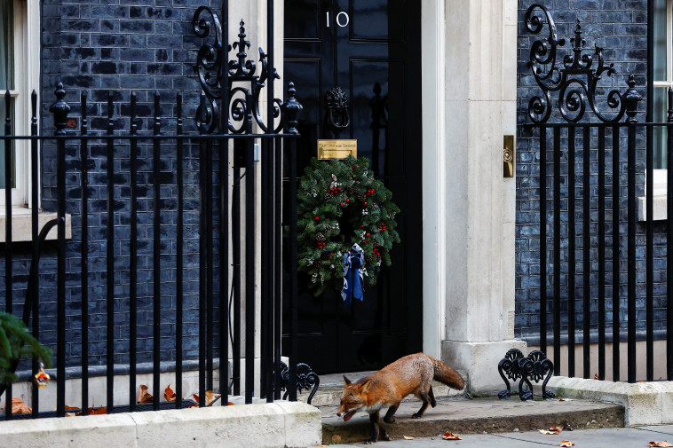 שועל סמוך למעונו של רה''מ בריטניה (צילום: REUTERS/Peter Nicholls)