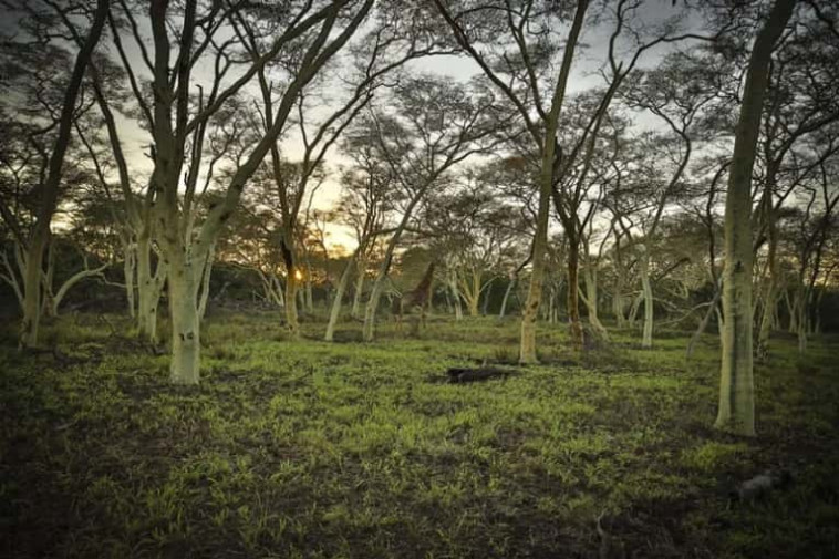 חידת מצאו את הג'ירפה
