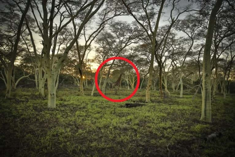 חידת מצאו את הג'ירפה