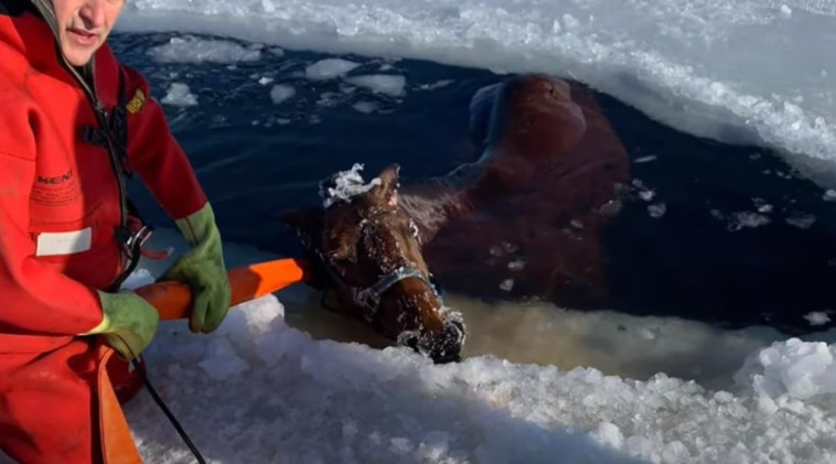 סוס נפל לתוך אגם קפוא בויסקונסין - וחולץ על ידי תושבי המקום (צילום: צילום מסך יוטיוב)