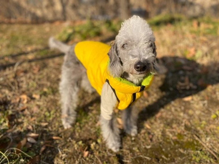 אפודה מחממת