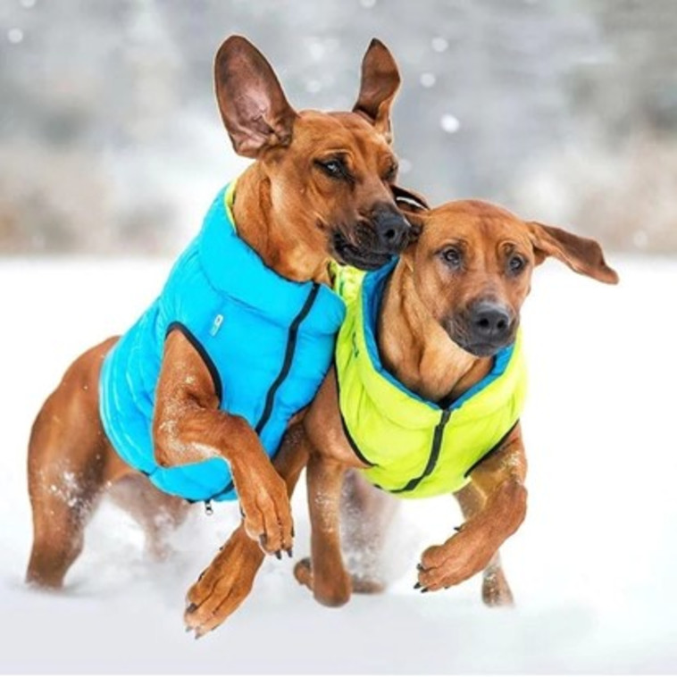 מעיל זוהר בחושך