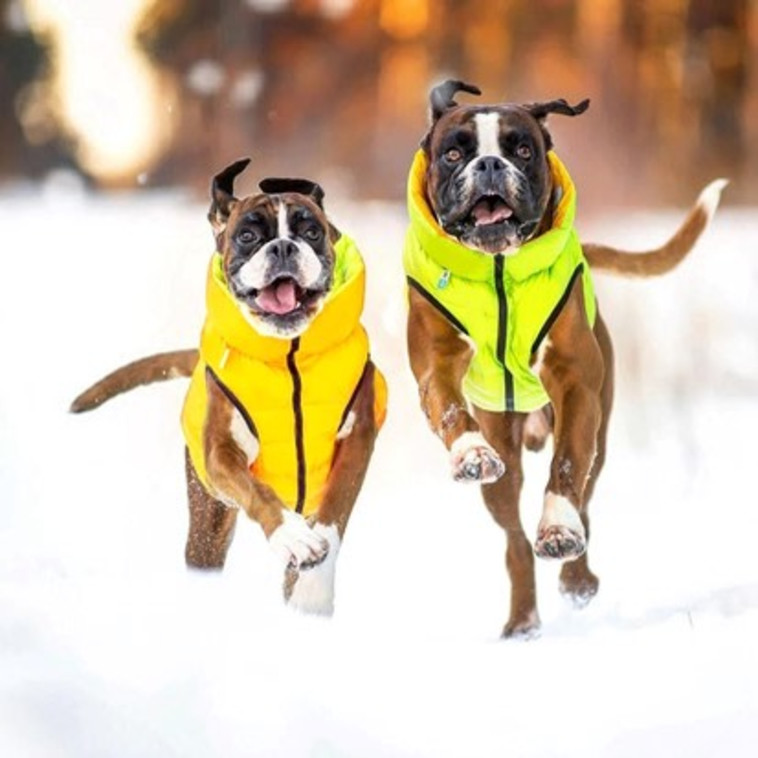 Airyvest: רק הטוב ביותר לכלבכם