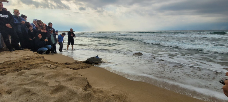 טופלו ושוחררו בחזרה אל הים (צילום: עמית אוזנה, מתנדב במרכז ההצלה לצבי ים)