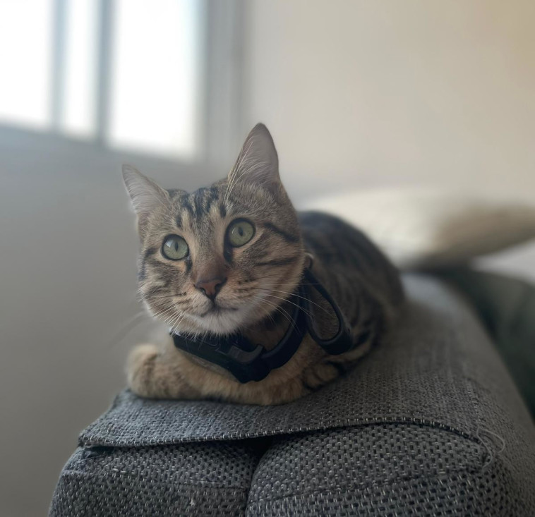 דולצ'ה מדגמן את הקולר החכם PETWATCH 2.0