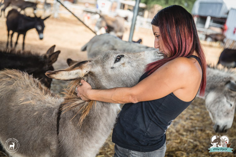 שרון כהן והחמורים