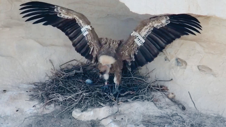 קינון הנשרים