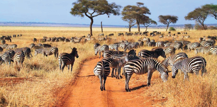 חופשת ספארי בזנזיבר 