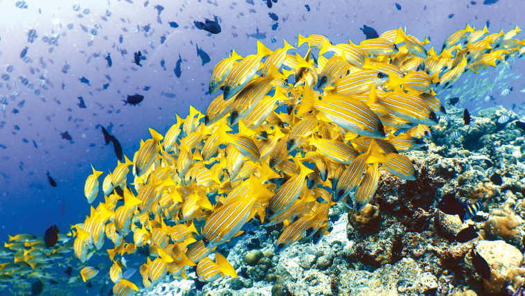 עולם החי, מתחת למים, מלדיביים (צילום: באדיבות amilla fushi)
