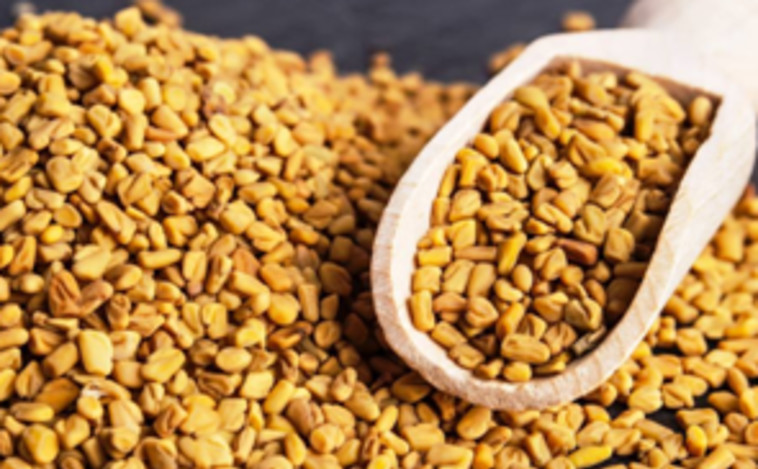 Greek fenugreek or fenugreek (photo: Yeh'ach)