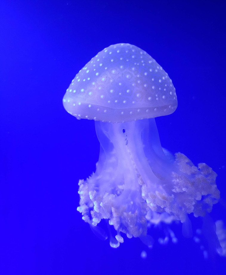 משלוח המדוזות הראשון נכשל, ובמקום לקבל את בעלי החיים הייחודיים הגיע מכל מים עם שמונה מדוזות שלא שרדו. צילום: מוזיאון המדוזות בקייב