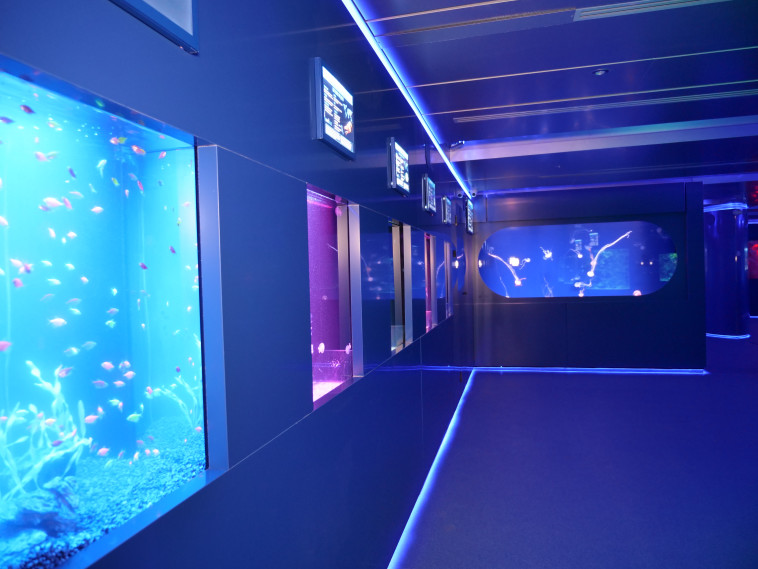 אחד האתגרים הגדולים הוא בהשגת המדוזות והפוליפים מרחבי תבל