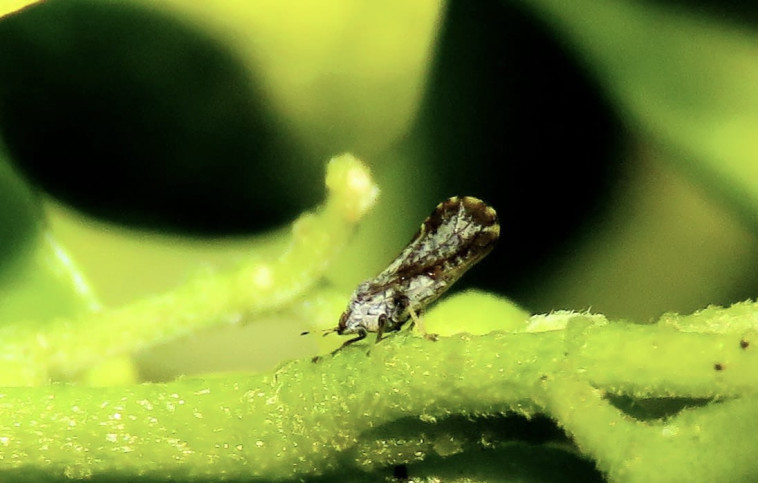 עלולה לגרום לנזקים כבדים לענף ההדרים. פסילת ההדר האסייתית