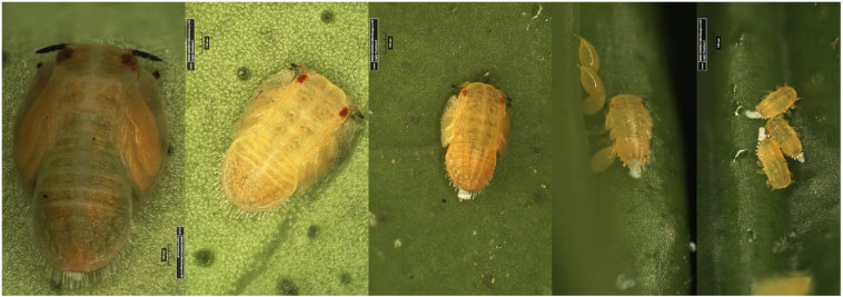 כך תזהו את פסילת ההדר האסייתית