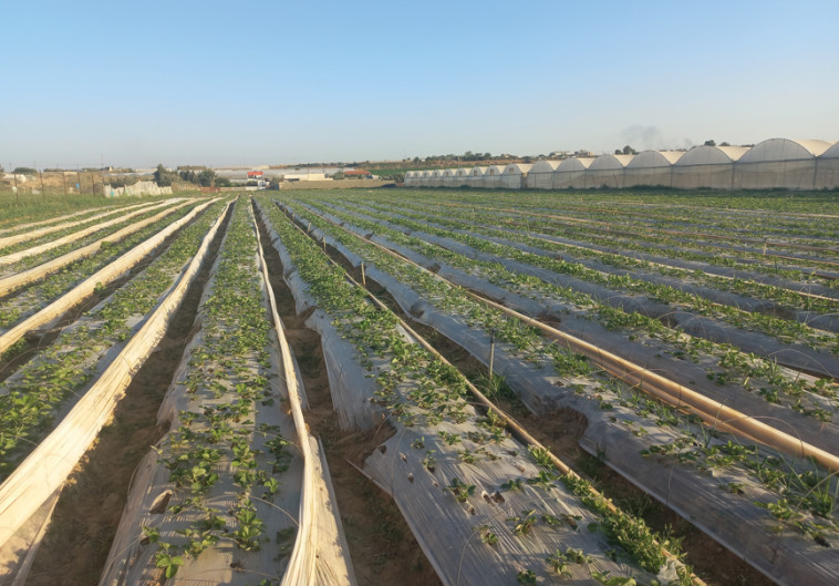 תערוכת ''בינינו'' (צילום: מחמוד