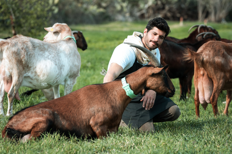 זה לא מבוים. ככה הוא חי על אמת. הלל גרדי והעיזים בעין כמונים