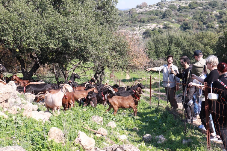לכל עז יש שם. הלל גרדי בעין כמונים