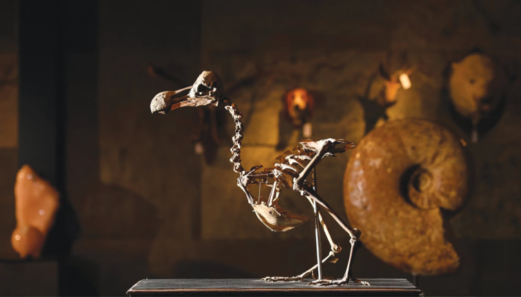 שלד של עוף הדודו מהמאה ה-16