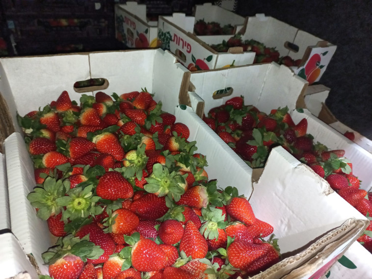 טון וחצי תותים שניסו להבריח