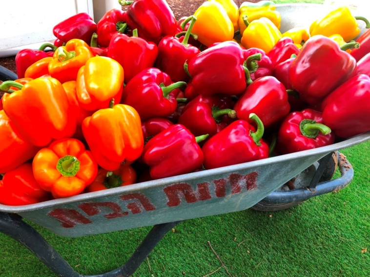 התערוכה החקלאית בערבה התיכונה 