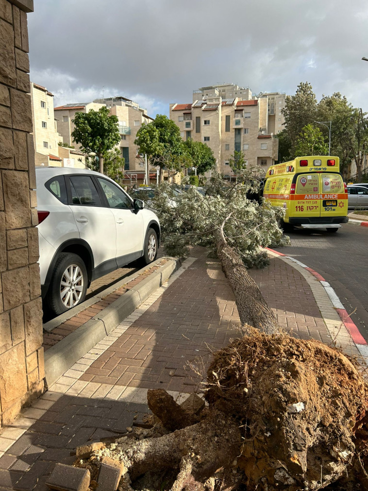 העץ שקרס בעקבות הרוחות באור יהודה  (צילום: דוברות מד''א)