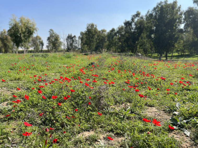 חניון מרווה