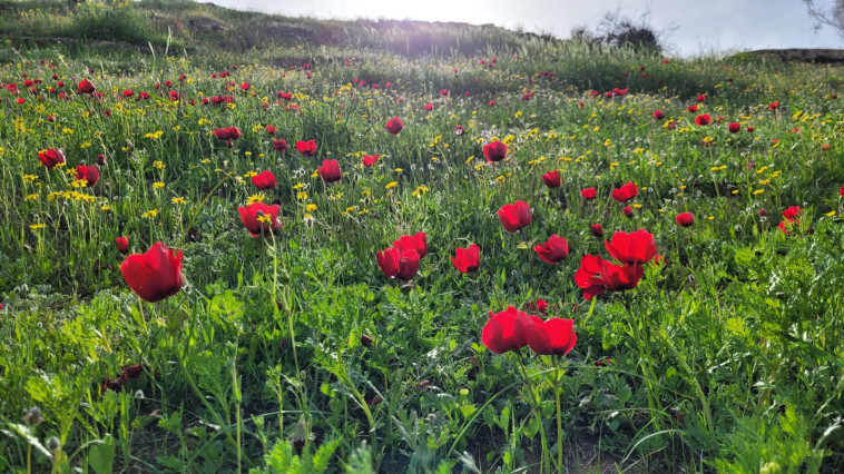 פריחת כלניות בבשור (צילום: אורן עמית, רשות הטבע והגנים)