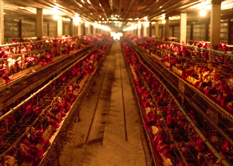 שפעת העופות התפשטה לבעלי חיים נוספים ויכולה להגיע גם לבני האדם (צילום: אינג'אימג')