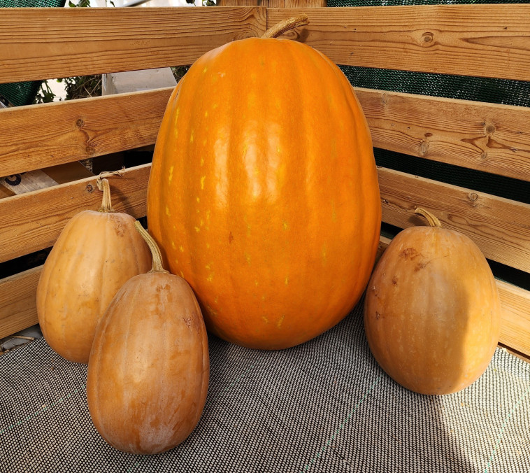 התערוכה החקלאית הגדולה בישראל