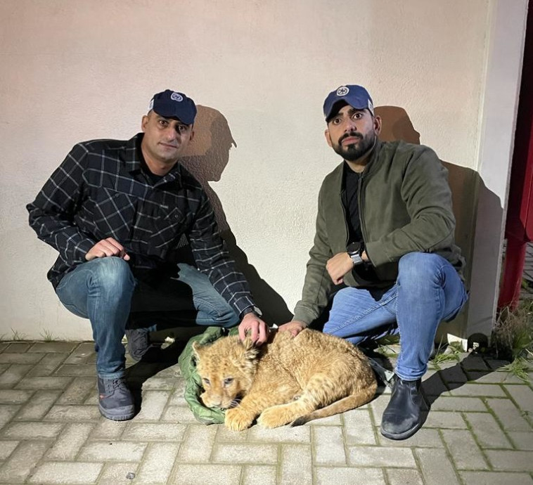 גור האריות שחולץ