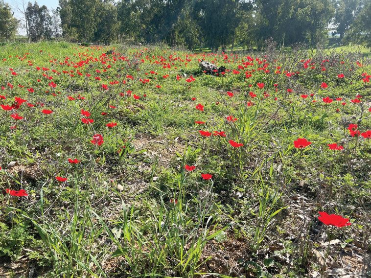 פריחה, עוטף עזה