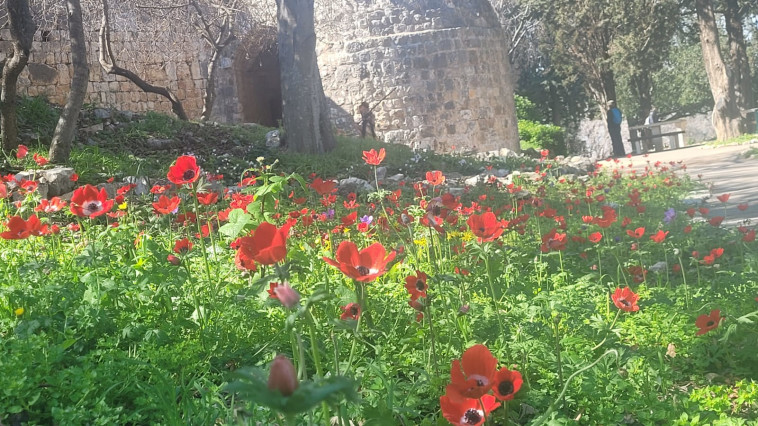 פרחים בגן הלאומי יחיעם