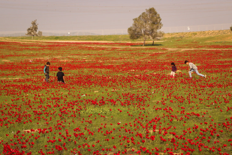 כלניות בדרום