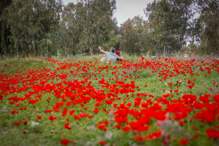 כלניות בדרום (צילום: גרשון אלינסון, פלאש 90)