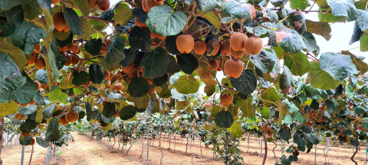 קיווי ישראלי