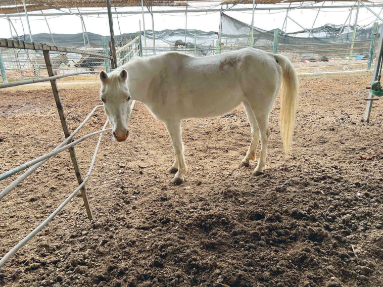 החווה החקלאית