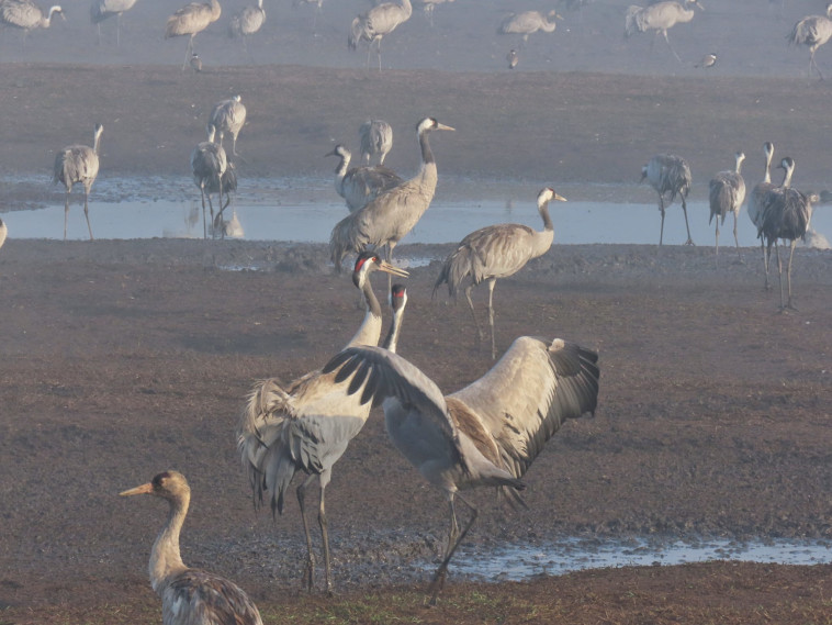 עגורים נודדים, אגמון החולה
