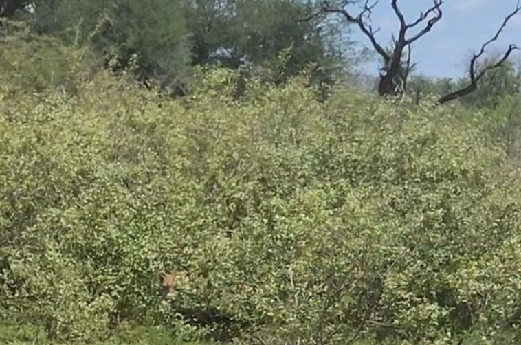האם תצליחו לגלות היכן נמצא הנמר בתמונה?