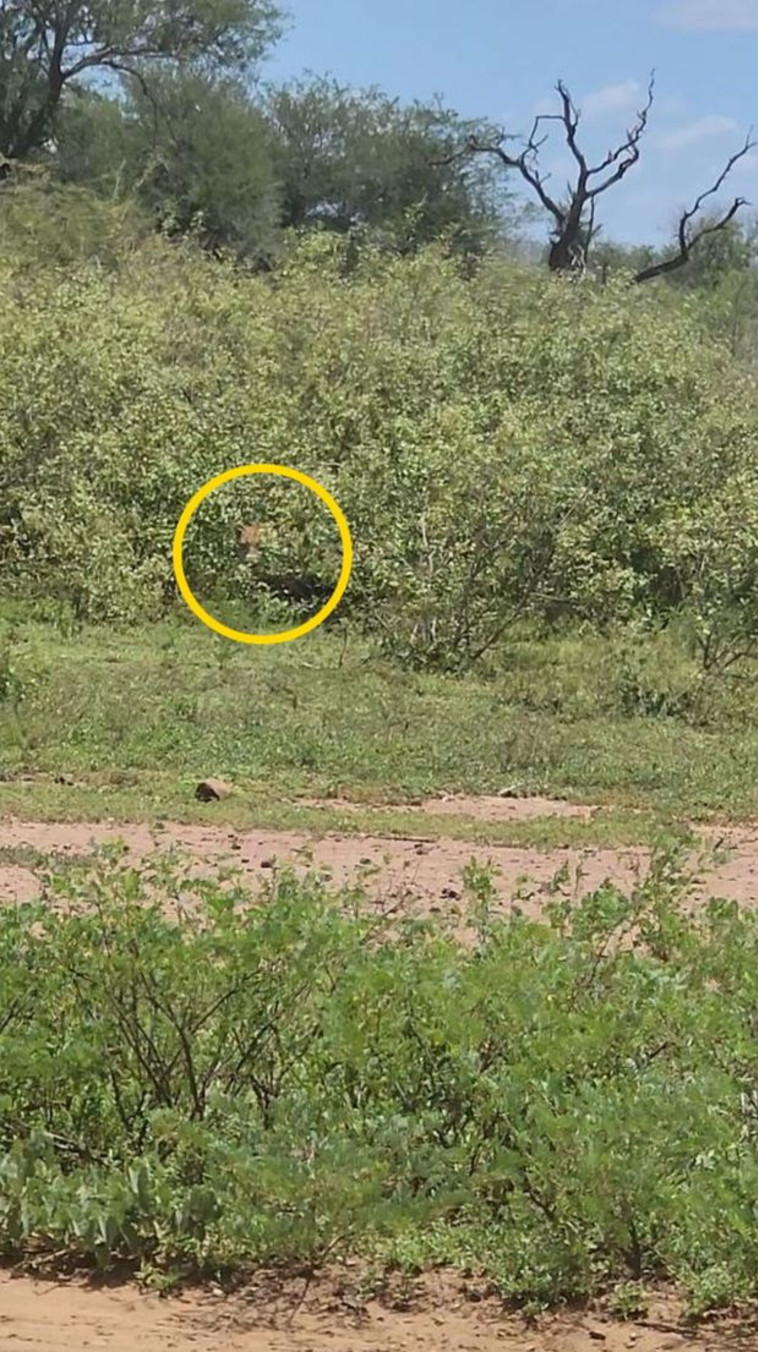 אשלייה אופטית