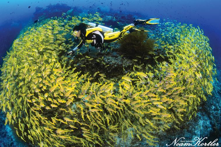 מסעות צלילה