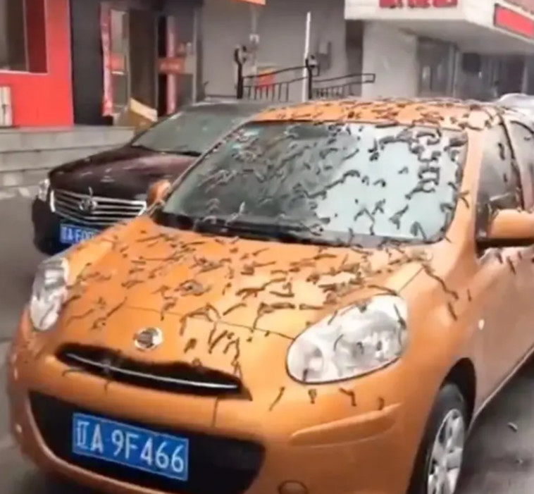 לפי חלק מהתיאוריות, מדובר בתולעים שנסחפו במערבולת