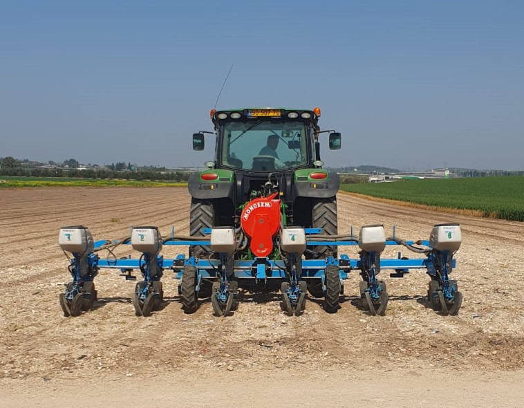 גידולי הכותנה בישראל