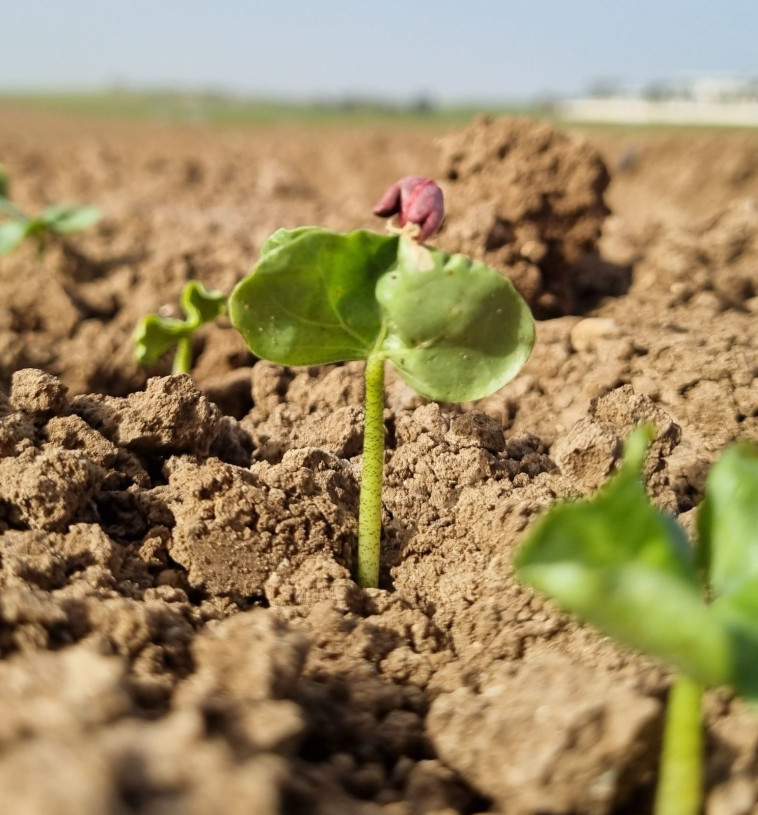 גידולי הכותנה בישראל