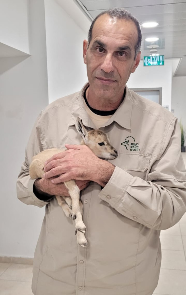 אותר על ידי חיילי משמר הגבול והועבר לשירות הווטרינרי בבאר שבע