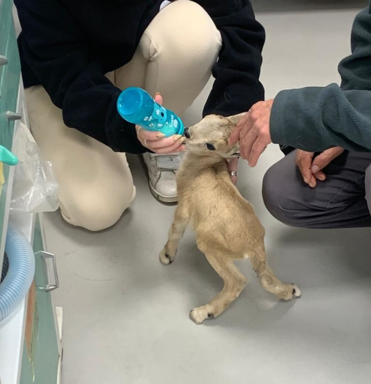 ''החשוד החזיק חיה מוגנת מסוג גדי אשר נלקחה מאימה כשחבל התבור עדיין מחובר אליה''