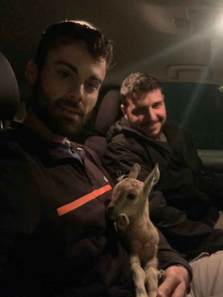 איתרו את הגדי והעבירו אותו לטיפול של רשות הטבע והגנים