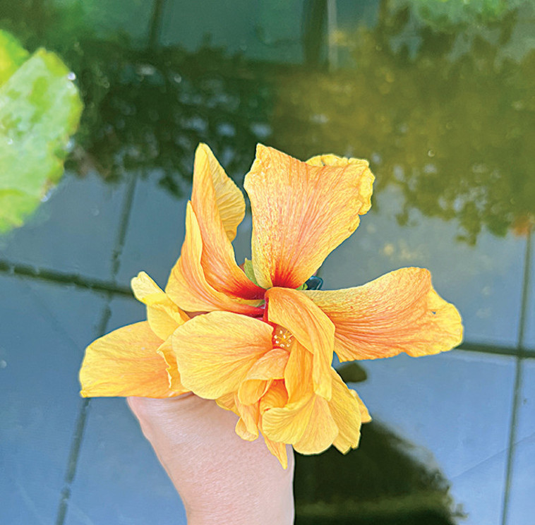 חוות ההיביסקוס בכפר ורבורג