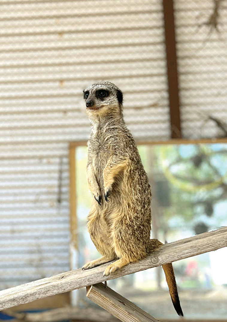 החווה של חוה